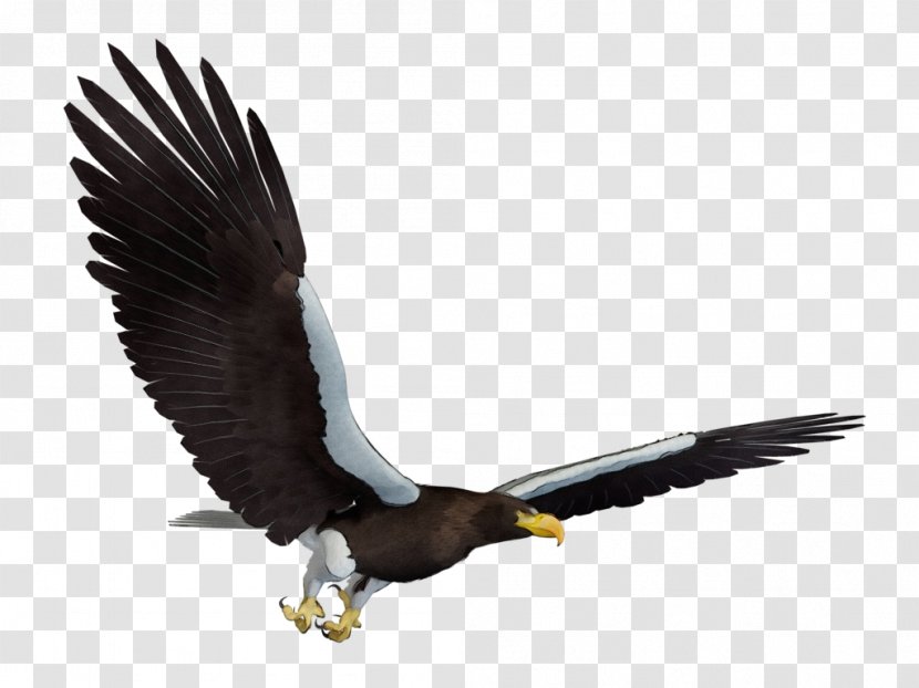 Sea Bird - Condor - Claw Falconiformes Transparent PNG