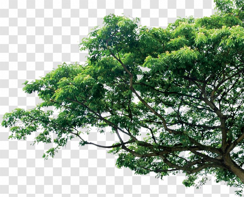 Branch Tree Pine Template - Arecaceae Transparent PNG