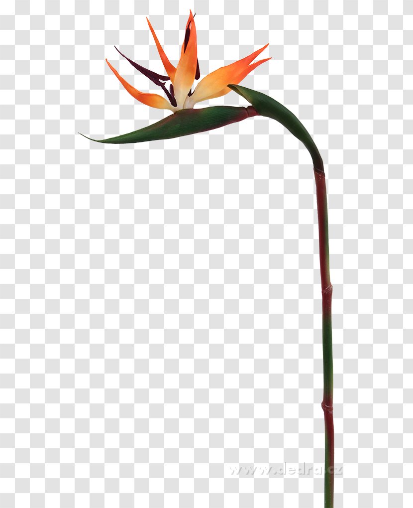 Beak Plant Stem Flower - Bird Transparent PNG