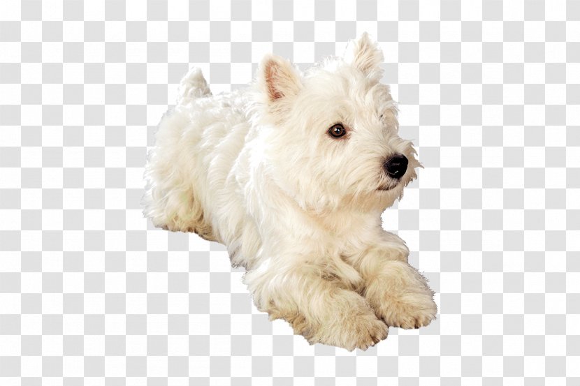 West Highland White Terrier Maltese Dog Schnoodle Puppy Breed - Snout Transparent PNG