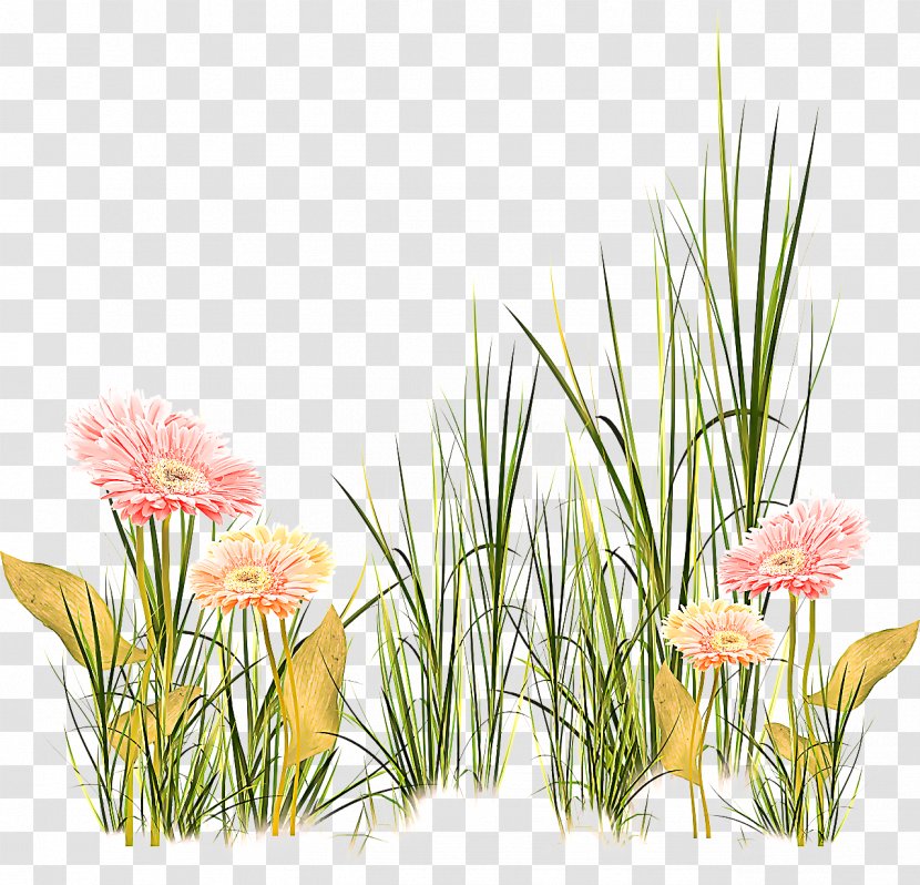 Flower Plant Grass Flowering Family - Gladiolus Wildflower Transparent PNG