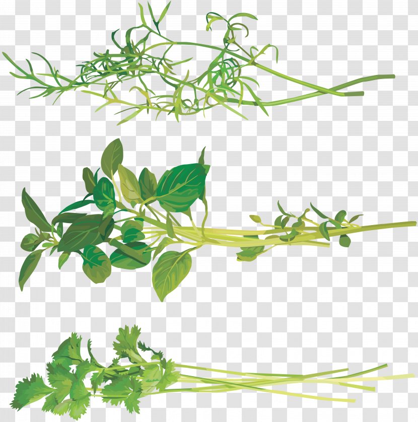 Fines Herbes Coriander Clip Art - Plant - Frozen Meat Transparent PNG