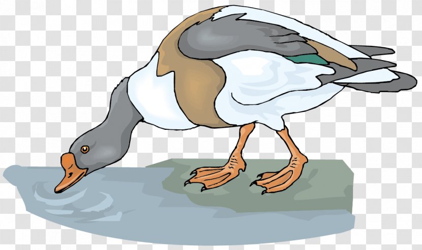 Goose Drinking Water Clip Art - Vector Duck Material Transparent PNG
