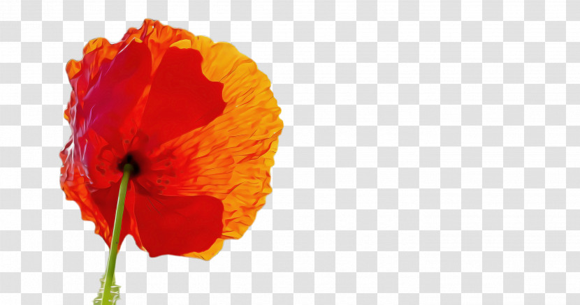 Orange Transparent PNG