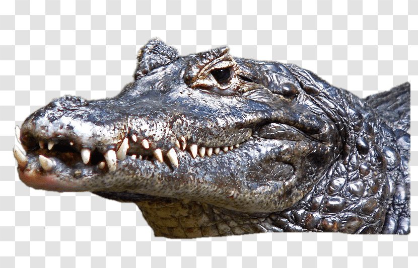 Crocodile Black Caiman Alligators Cuvier's Dwarf Transparent PNG