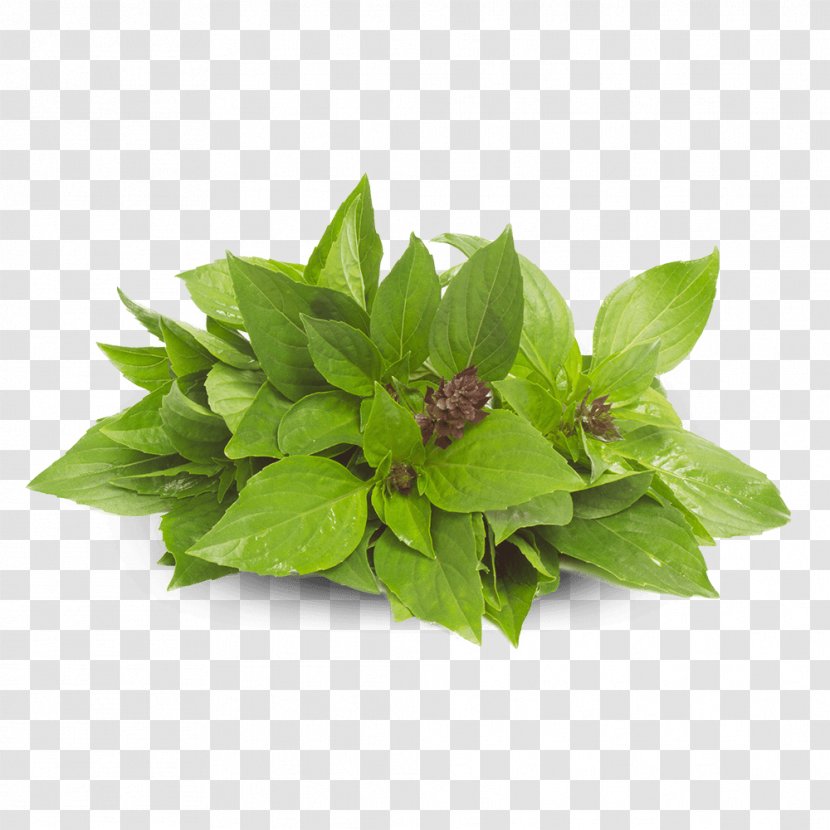 Thai Basil Cuisine Asian Tom Yum - Ocimum Tenuiflorum - Pakchoi Sushi Transparent PNG