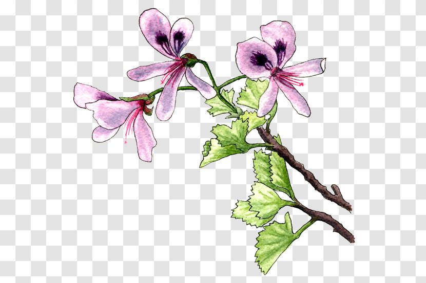 Plant Flower Violet Lilac Pollinator - Pelargonium Transparent PNG