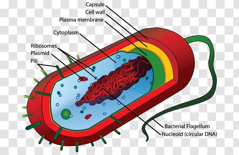 Prokaryote Cell Theory Eukaryote Bacterial Structure - Tree - Cartoon Transparent PNG