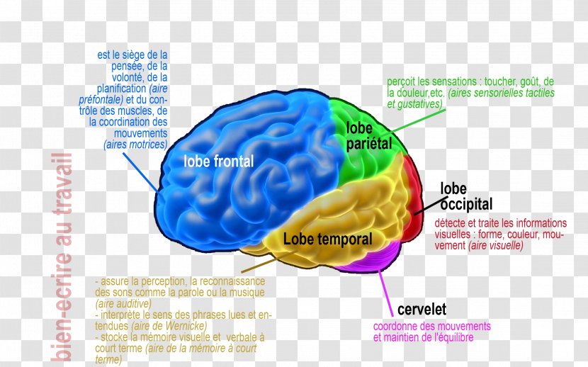 Cortical Area Human Brain Ten Percent Of The Myth Aire Cérébrale De La Lecture - Cartoon - Cerveau Transparent PNG