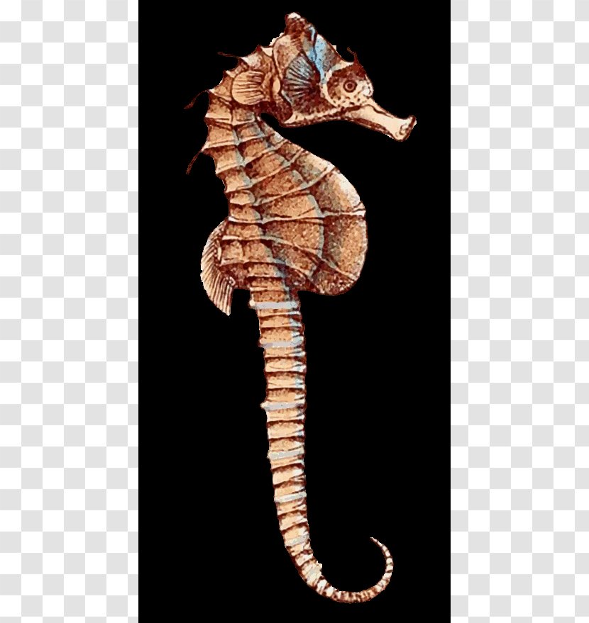 Pygmy Seahorse Leafy Seadragon Animal - Art Transparent PNG
