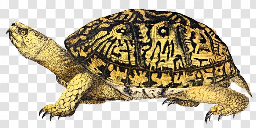 Eastern Box Turtle - Tortoise - Image Transparent PNG