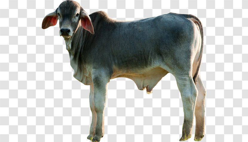 Calf Nelore Girolando Cattle Ox Bull - Zebu - ALL PRODUCT Transparent PNG