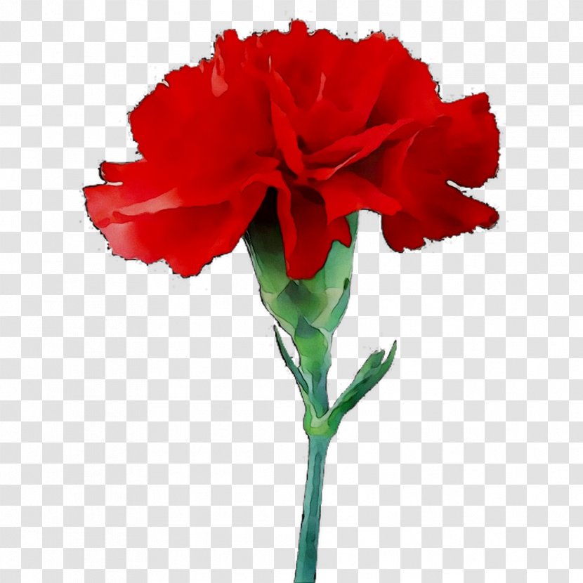 Carnation Flower Clip Art Red - Floral Design Transparent PNG