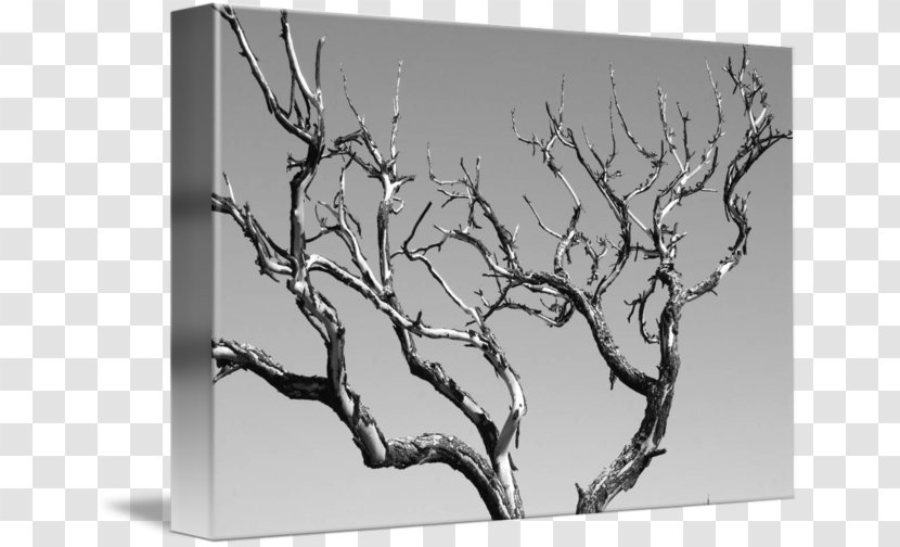 Black And White Abstract Art Tree, Tree Photography - Branch Transparent PNG