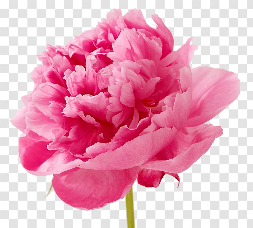Carnation Cut Flowers Petal Pink - Plant - Mothers Day Transparent PNG