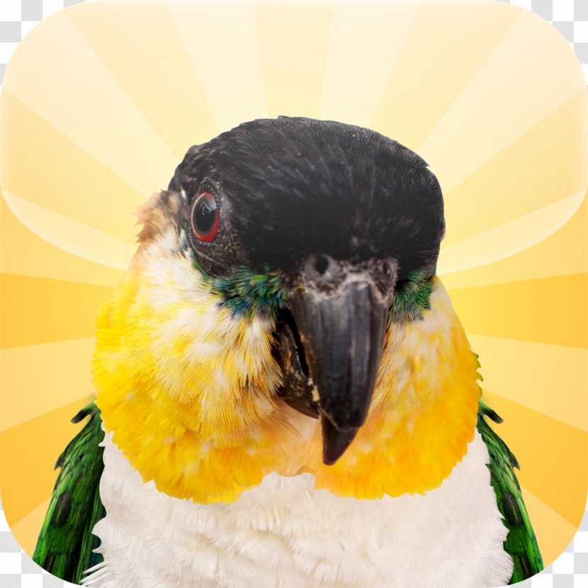 Beak Parrot Close-up - Closeup Transparent PNG