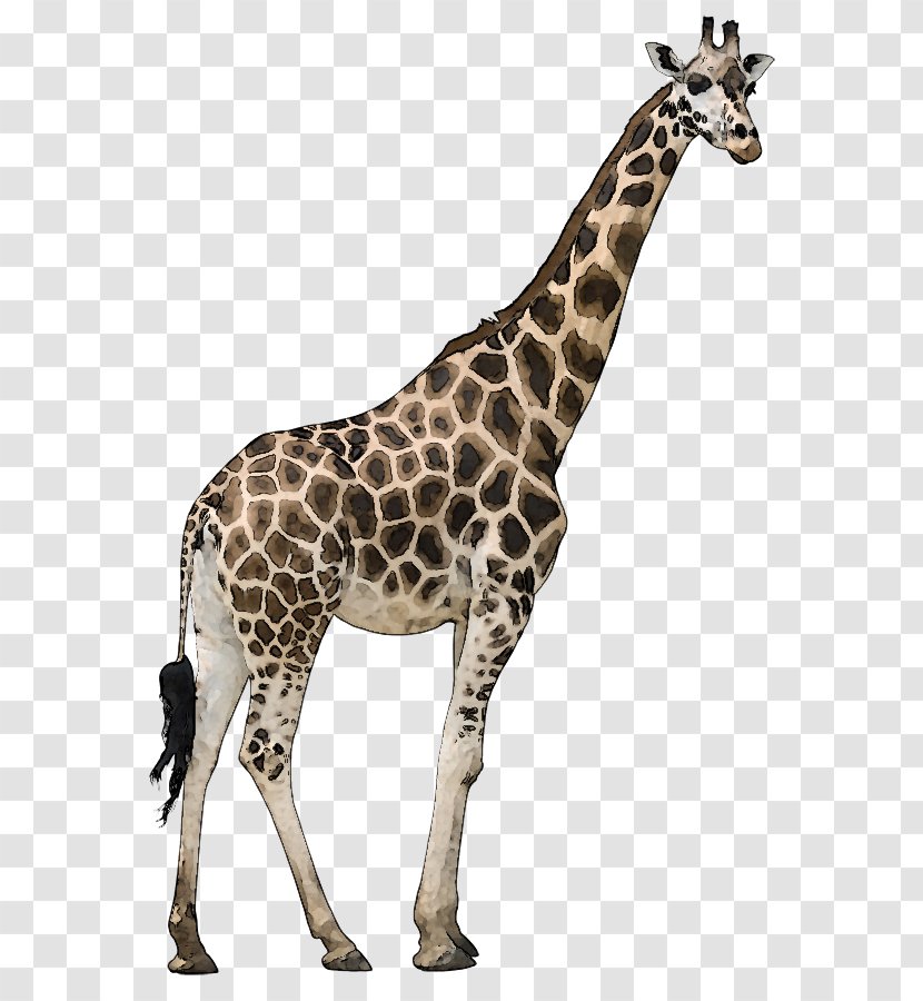 Reticulated Giraffe Okapi Stock Photography Stock.xchng Royalty-free - Shutterstock - Animal Wildlife Cliparts Transparent PNG