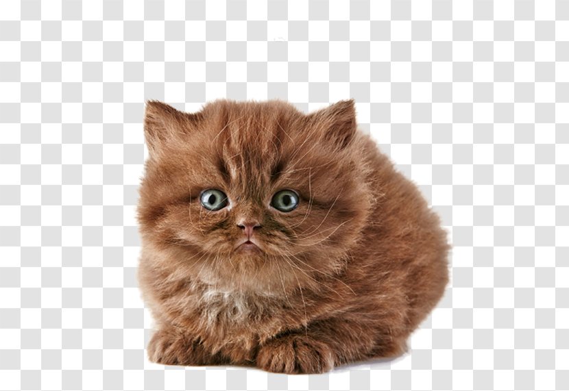 British Longhair Shorthair Persian Cat Savannah Norwegian Forest - Free Meow Star People To Pull Creative Picture Transparent PNG
