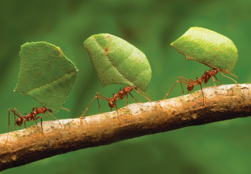 Insect Oecophylla Smaragdina Queen Ant Colony Formicarium - Ecosystem - Ants Transparent PNG