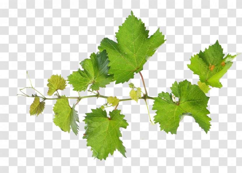 Common Grape Vine Leaves Vitis Rupestris Leaf Transparent PNG