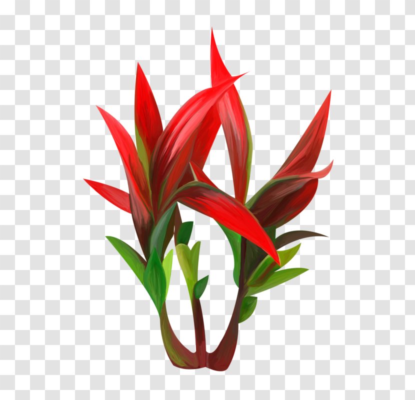 Image Plants Red Agave - Leaf - Photography Transparent PNG