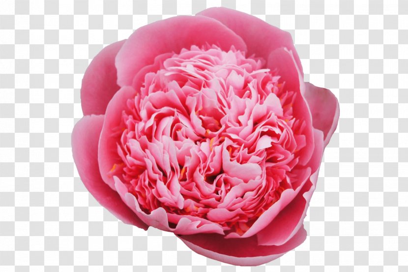 Garden Roses Peony Clip Art Cabbage Rose Image Transparent PNG