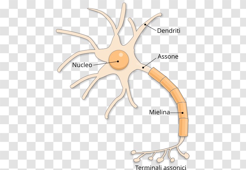 Excitabilidad Neuronal Nervous System Synapse Axon - Heart - Neurone Transparent PNG