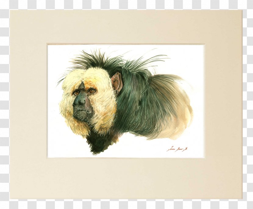 White-faced Saki Fine Art Watercolor Painting Transparent PNG