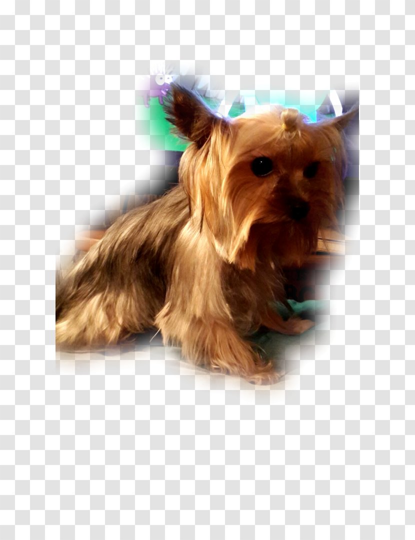 Yorkshire Terrier Australian Silky Cairn Morkie - Puppy Transparent PNG