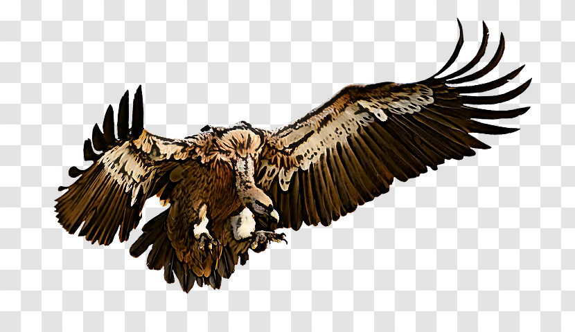 Bird Bird Of Prey Eagle Golden Eagle Accipitridae Transparent PNG