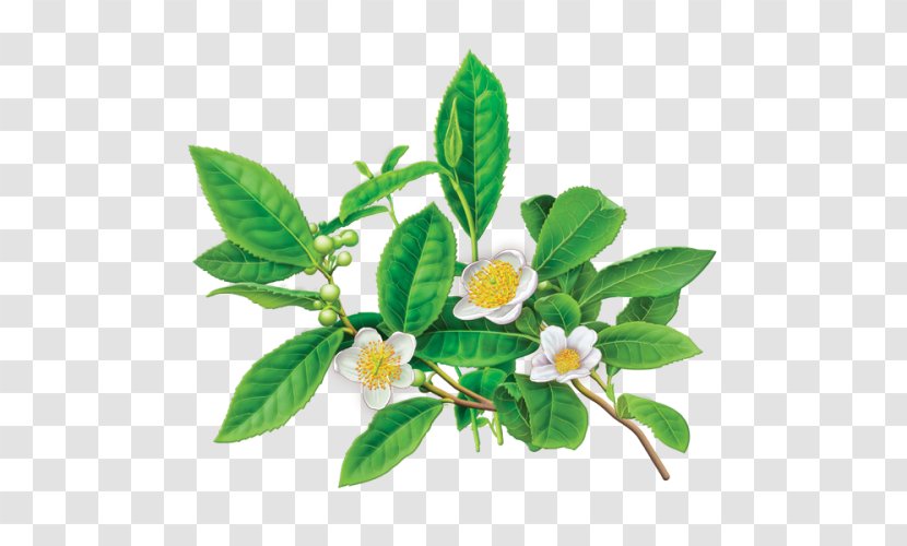 Green Tea Flowering Bag Herbal - Organic Food - Squeezer Transparent PNG