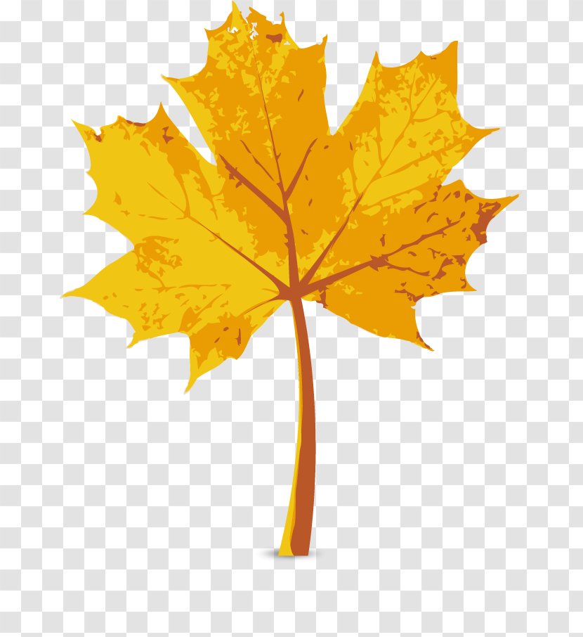 Maple Leaf Autumn - Vector Transparent PNG