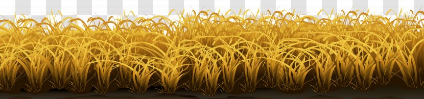 Grasses Clip Art - Field - Wheat Transparent PNG