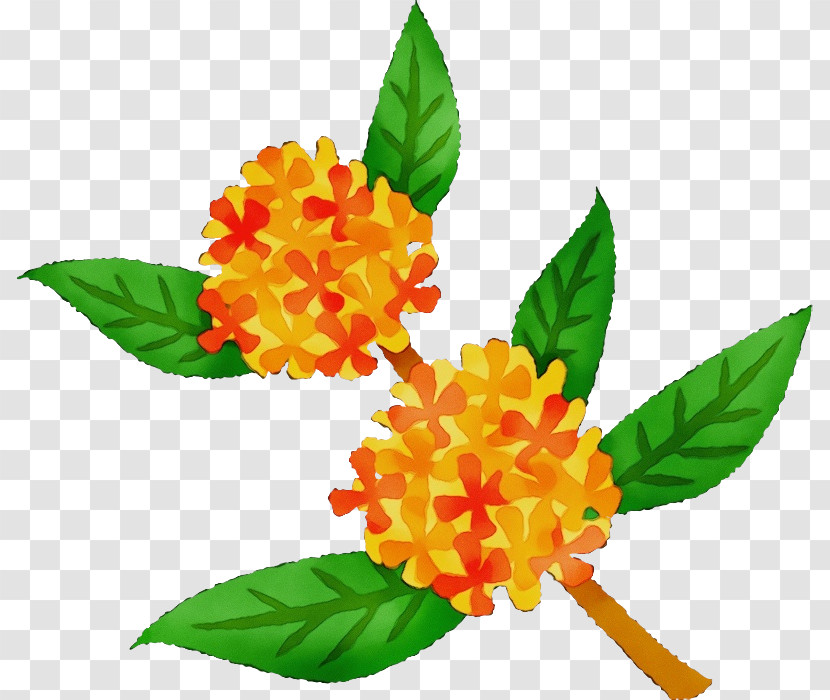 Flower Plant Yellow Leaf Tagetes Transparent PNG