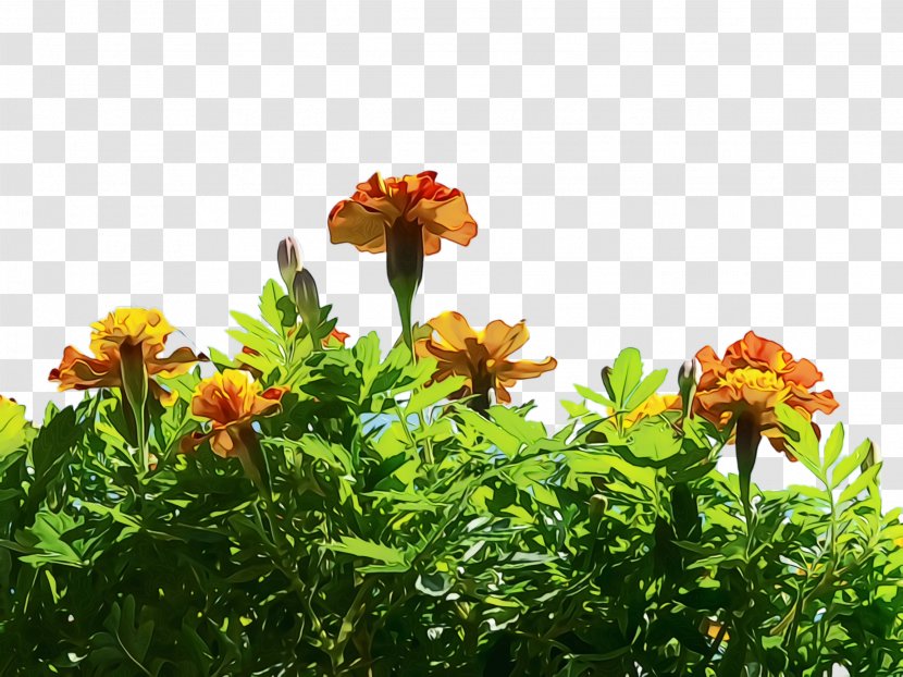 Cartoon Nature Background - Carnation - Perennial Plant Cinquefoil Transparent PNG