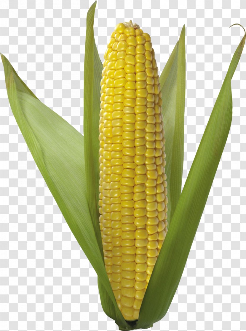 Corn On The Cob Flint Vegetarian Cuisine Sweet Kernel - Field - A.d.i.d.a.s Transparent PNG