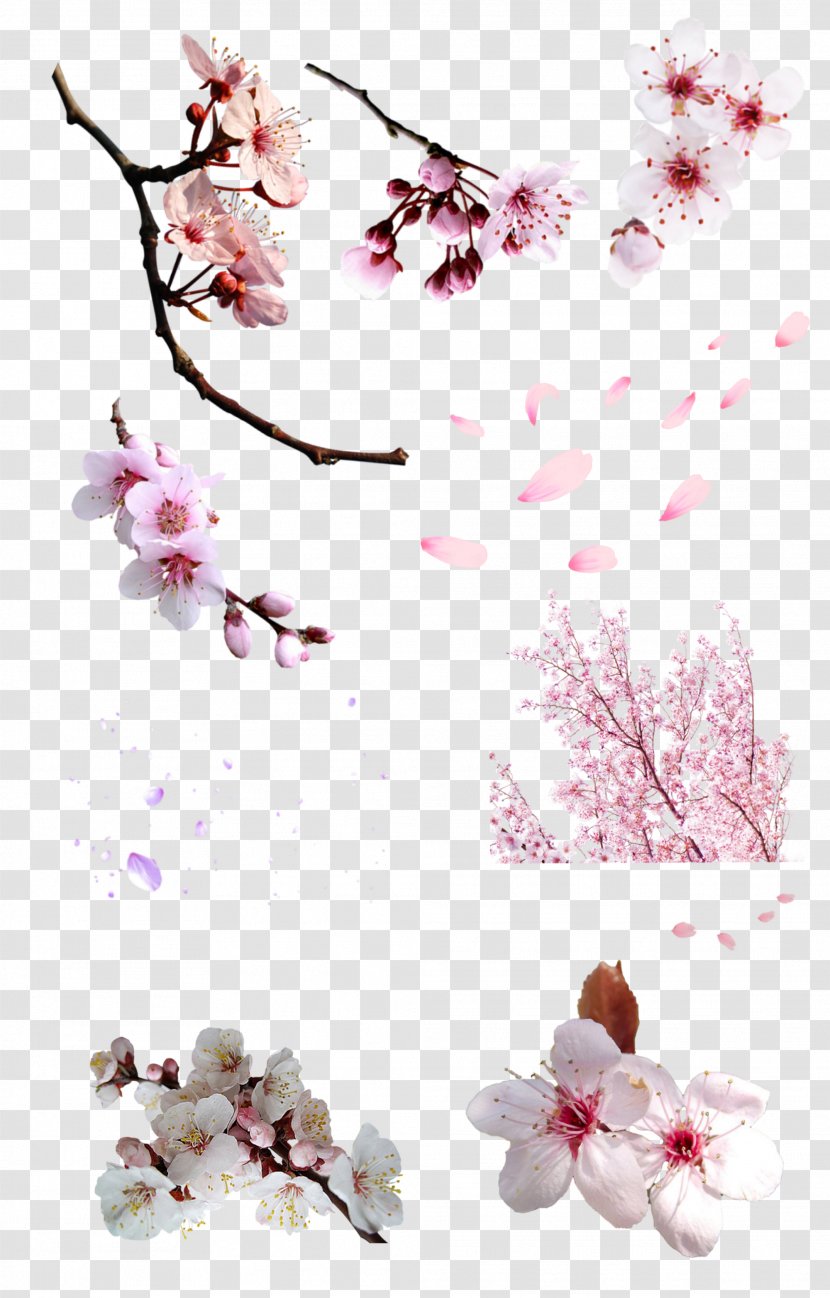 National Cherry Blossom Festival Cerasus Flower - Pink - BLOSSOM Transparent PNG