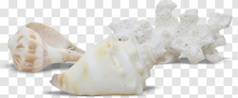 Seashell Viviparidae Clip Art - Marine - Conch Transparent PNG