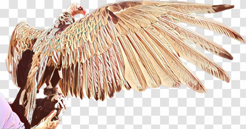 Feather Plant - Wing Transparent PNG