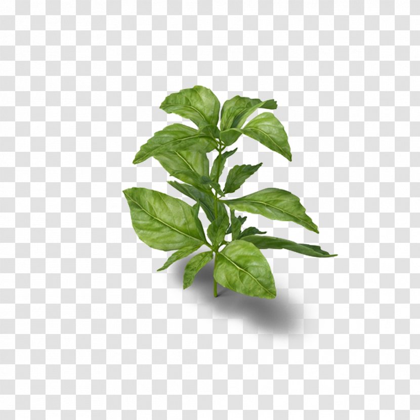 Basil Herb Medicinal Plants Parsley - Food Transparent PNG