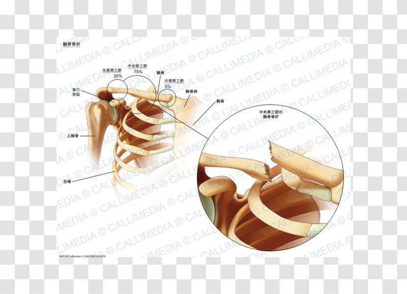Clavicle Fracture Bone Sternum - Flower Transparent PNG
