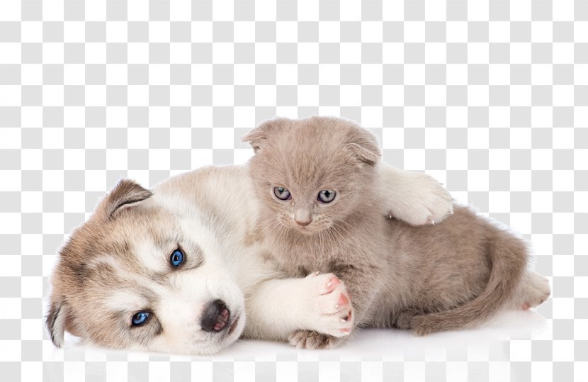 Siberian Husky Kitten Cat Puppy - Companion Dog - Hug Transparent PNG