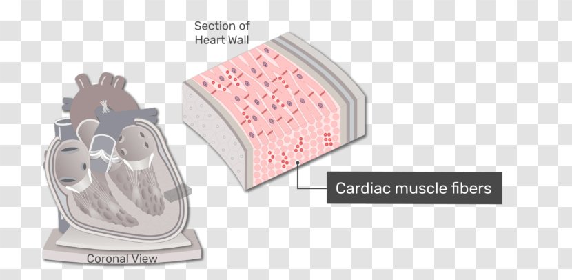 Heart Valve Pericardium Chordae Tendineae Anatomy - Tree - Endothelial Cells In Body Fluids Transparent PNG