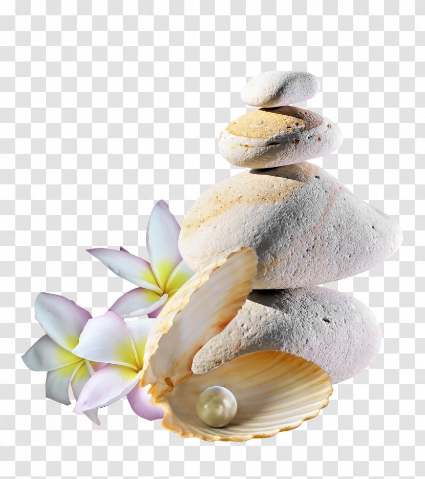 Flower Clip Art - Cockle - Pearls Transparent PNG