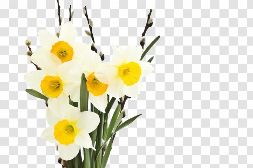 Narcissus Tazetta Jonquilla Flower Petal - Seed - Attractive White Flowers Transparent PNG
