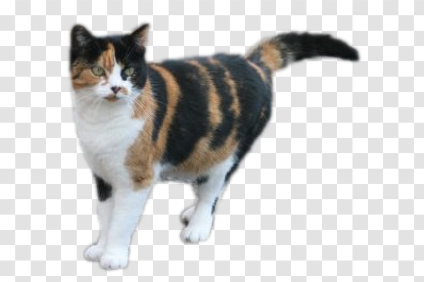 Kitten American Wirehair Shorthair Persian Cat Calico - Cats Transparent PNG