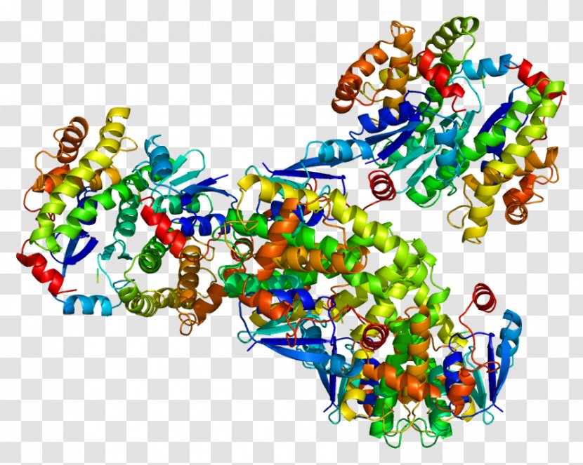 GSTA4 Glutathione S-transferase A4 Gene GSTT1 - Wikimedia Commons - Food Transparent PNG