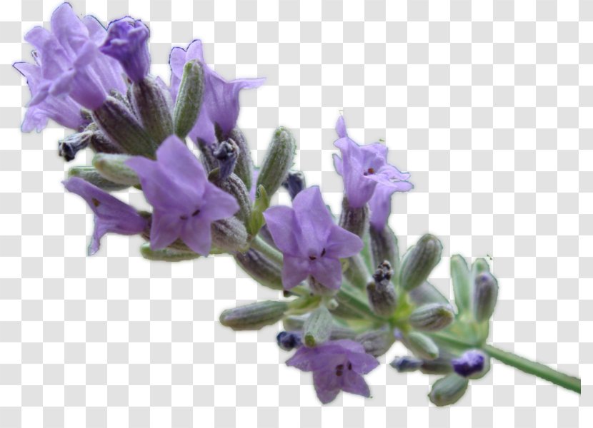 English Lavender Oil Lavandula Latifolia Essential - Violet - Romaine Transparent PNG