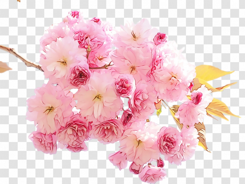 Cherry Blossom Transparent PNG