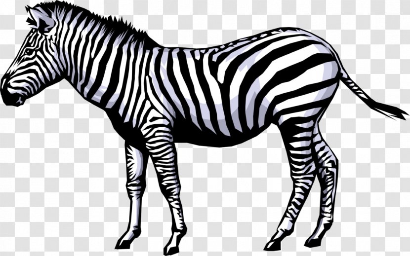 Zebra Animation Clip Art - Vertebrate - Cartoon Elements Transparent PNG